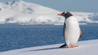 Penguin snowy hill icebergs ocean - iceberg free wallpaper
