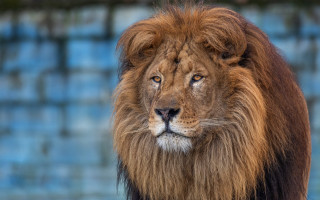Lion mane blue wall blurry - a long mane free wallpaper