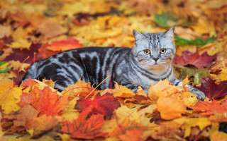 Cat leaves autumn blurry fire 2 - a cat free wallpaper
