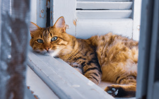Cat snow shiba inu blurry - the window sill free wallpaper