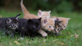 Kittens playing grass cats blue - a group of kittens free wallpaper