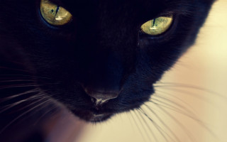 Black cat yellow eyes crescent 2 - a black cat free wallpaper