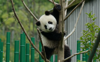 Panda climbing bamboo jungle cute - a panda bear free wallpaper for desktop