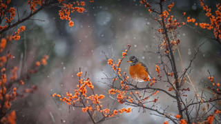 Bird branch berries snow blurry - berry free wallpaper