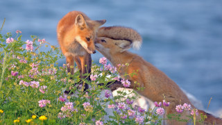 Foxes lake flower field wildlife - a lush green field next free wallpaper