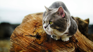 Cat stump macro animal focus - neoplasticism free wallpaper for desktop
