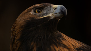 Bird prey closeup yellow center - prey free wallpaper