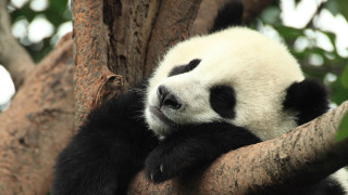 Panda sleeping in tree tranquil - a panda bear free wallpaper for desktop