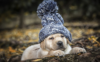 Dog hat pompom paw relaxing - a hat free wallpaper