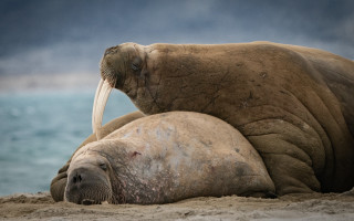 Walpopotamus walpopo beach cloudy sky - a cloudy sky in the background free wallpaper