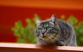 Blue eyed cat ledge plant - a red wall behind free wallpaper