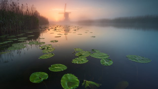 Windmill foggy lilypads impressionism misty - the foreground and a body of water free wallpaper