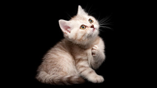 Small kitten looking up paws - its hind leg free wallpaper