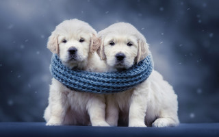 White dogs blue scarves snow - their neck free wallpaper