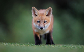 Small fox woods curious blue - a small fox free wallpaper