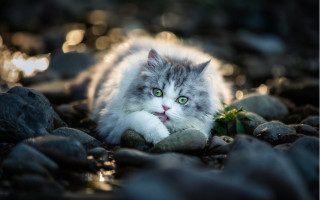 Cat green eye rock portrait - a green eye free wallpaper