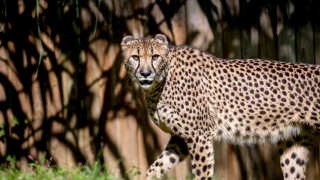 Cheetah grass fence tall tree - free cats wallpaper