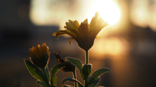Sunflower sun blurry building macro - shallow depth of field free wallpaper