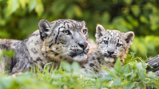 Snowleopards grass nature photorealistic bokeh - their eye free wallpaper