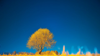 Lone tree field yellow grass - color field free wallpaper