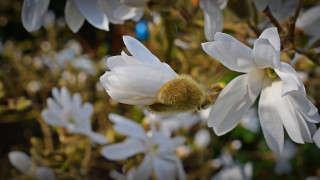 Bee white flower macro bokeh - a bee free wallpaper
