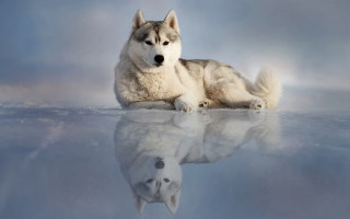 White dog reflection shiba inu - its reflection free wallpaper