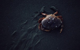 Crab sand head in sand - bascove free wallpaper