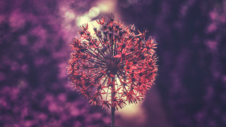 Flower closeup blurry background purple - canon 5 0 mm free wallpaper for desktop