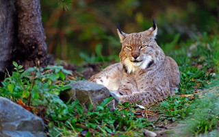 Lynx sitting in grass near - the grass next free wallpaper