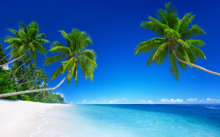 Beach palm trees blue water 2 - blue water free wallpaper