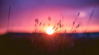Sunset field grass pink sky - a sunset free wallpaper for desktop