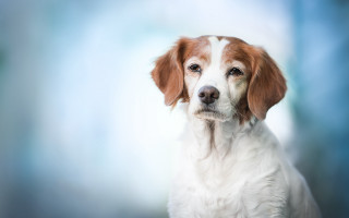 Shibainu sad look blue background - a sad look free wallpaper