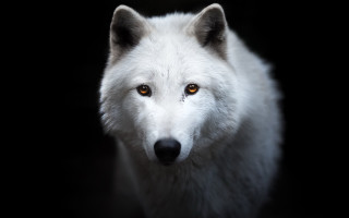 White wolf yellow eyes black - a white wolf free wallpaper