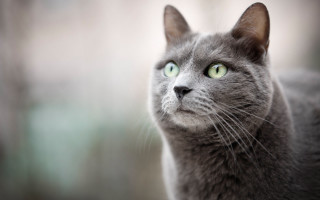 Gray cat green eyes blurry - a gray cat free wallpaper