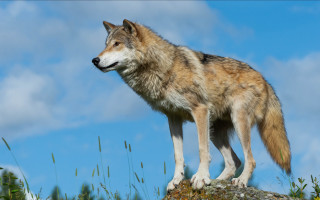 Wolf rock grass clouds sky - a wolf free wallpaper