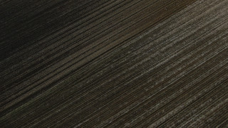 Plowed field tiltshift tree monochrome - single free wallpaper