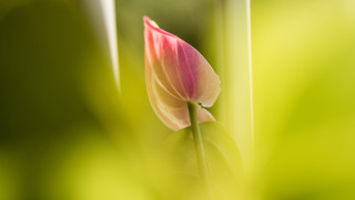 Pink flower center green blur - apelle free wallpaper
