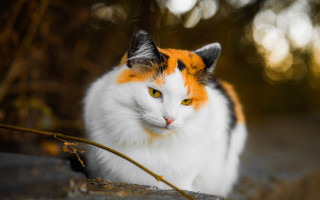Orange cat sitting rock sunny - a rock outside free wallpaper