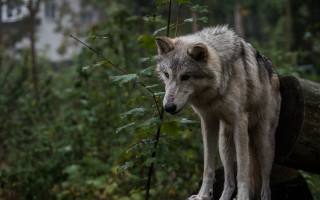 Wolf log forest building tilt - in a forest free wallpaper for desktop