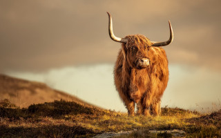 Large brown animal hill grass - david begbie free wallpaper