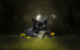 Black white cat yellow eyes 12 - a black nose and tail free wallpaper