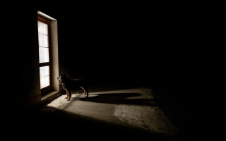 Dog shadow window night illustration - dark night free wallpaper for desktop