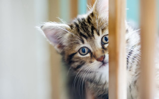Kitten fence blue eyes white - a kitten free wallpaper