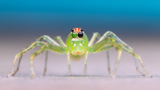 Green spider red white stripe - adam szentpétery free wallpaper