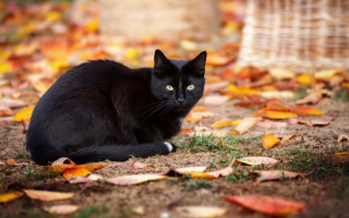 Black cat fall leaves burns - felix octavius carr darley free wallpaper for desktop