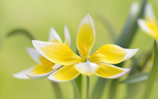 Yellow flower bokeh macro green - simple form free wallpaper