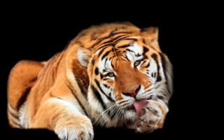 Tiger laying down tongue out - a tiger free wallpaper