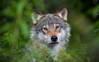 Wolf bushes trees woods brown - a wolf free wallpaper