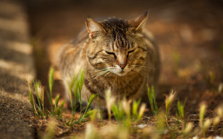 Cat walking through grass blurry - a field of grass free wallpaper