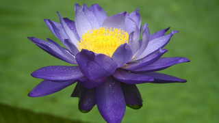 Purple flower yellow center water 2 - ella guru free wallpaper